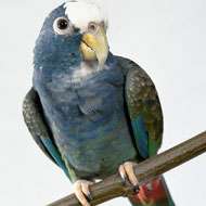 Pionus seniloides 